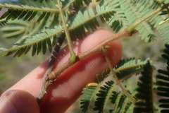 Senegalia brevispica dregeana