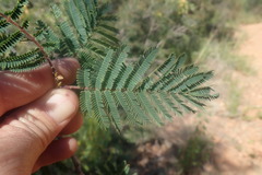 Senegalia brevispica dregeana