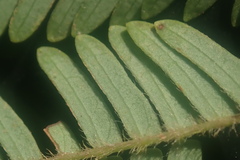 Senegalia brevispica dregeana