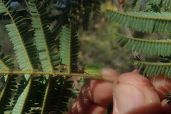 Senegalia brevispica dregeana