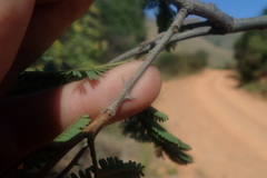 Senegalia brevispica dregeana