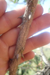 Senegalia brevispica dregeana