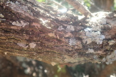 Senegalia brevispica dregeana