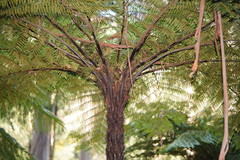Cyathea cunninghamii