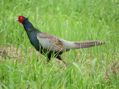 Phasianus versicolor