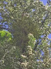 Viscum album