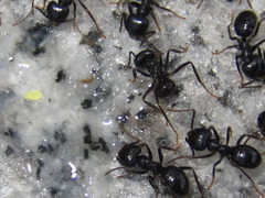 Lasius spathepus