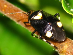 Deraeocoris sanghonami