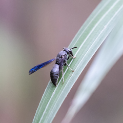 Allorhynchium chinense
