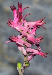 Fumaria gaillardotii