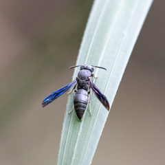 Allorhynchium chinense