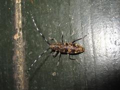 Monochamus saltuarius