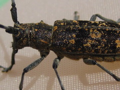 Monochamus saltuarius