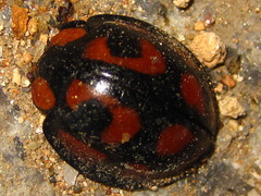 Aiolocaria hexaspilota