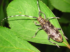 Monochamus saltuarius