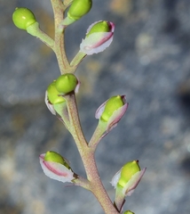 Fumaria gaillardotii