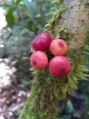 Ficus brachyclada image