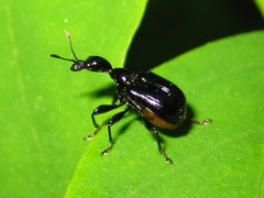 Cycnotrachelus cyanopterus