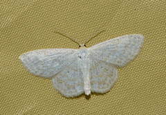 Scopula caricaria