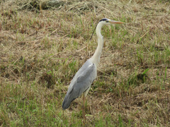 Ardea cinerea