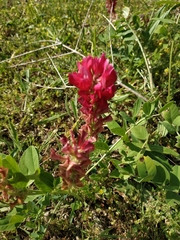 Sulla coronaria