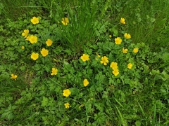 Ranunculus repens