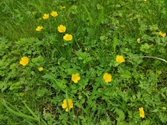 Ranunculus repens