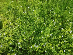 Veronica persica