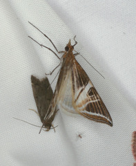 Phrataria transcissata