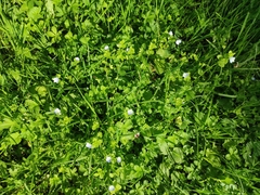 Veronica persica