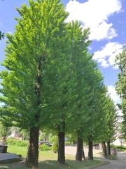 Populus