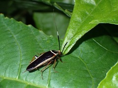 Hemithyrsocera histrio