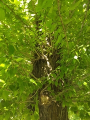 Populus