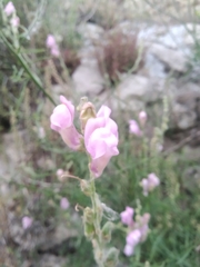 Antirrhinum