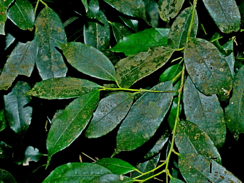 Ilex arisanensis (Ilex arisanensis)