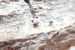 Steatoda lepida