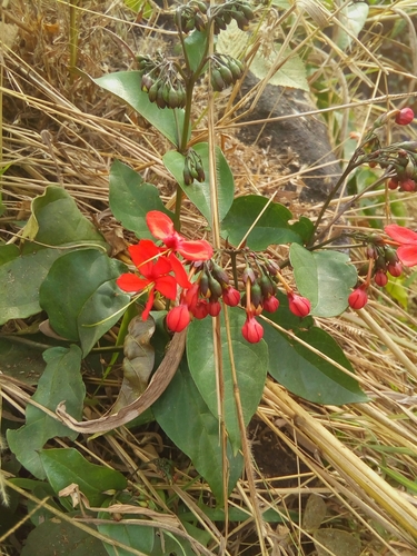 Clerodendrum splendens