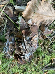 Auriscalpium vulgare