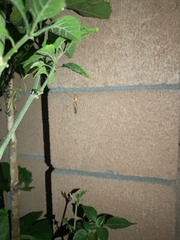 Insecta
