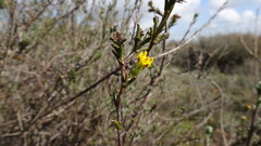Marasmodes dummeri
