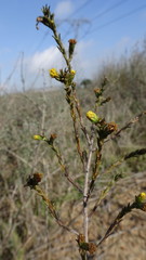 Marasmodes dummeri