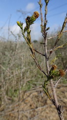 Marasmodes dummeri