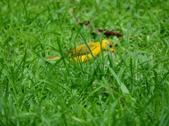 Sicalis columbiana