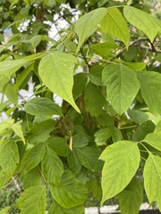 Acer negundo