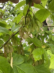 Acer negundo