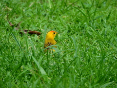 Sicalis columbiana