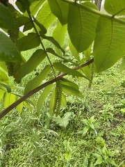 Juglans mandshurica