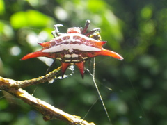 Gasteracantha versicolor