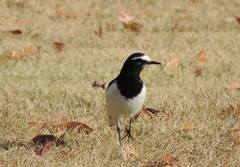 Motacilla grandis