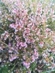 Erica labialis